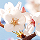 4月「お花見&春の行楽」