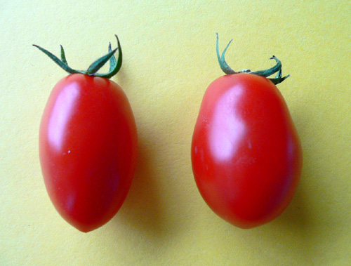 tomato22.jpg