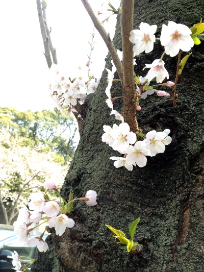 cherryblossom_201204.JPG